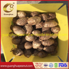 Fresh Taro Good Quality